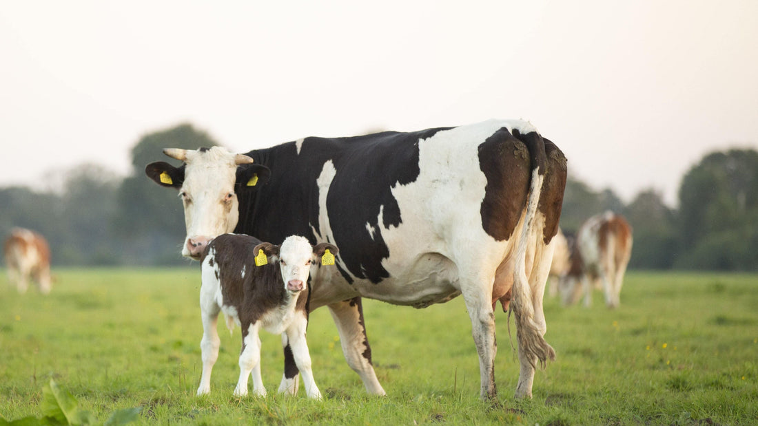 Nieuwsbrief September