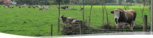 boerderij Ruimzicht-stier