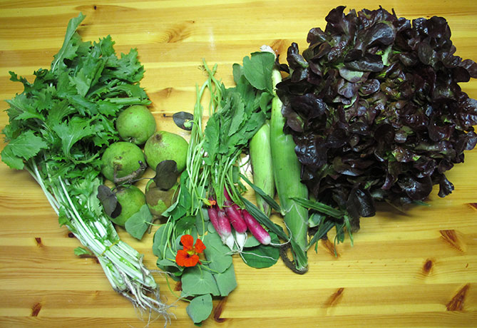 groentepakket Tuinderij Ruimzicht