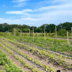groenboerenplan-10 Aanbevelingen voor een nieuw perspectief voor boeren en tuinders